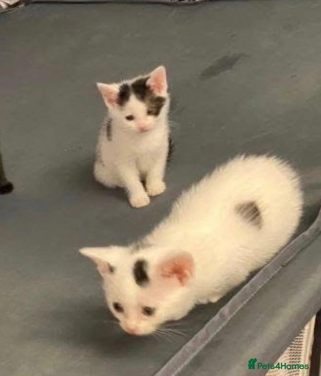 Mixed Breed cats for sale: little kittens  in Wolverhampton - Advert 1