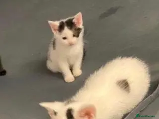 Mixed Breed cats little kittens - Advert 2