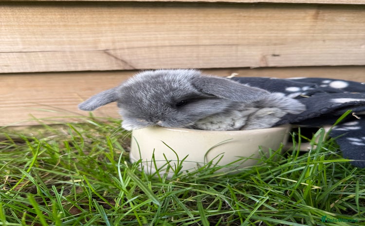 Mini Lop rabbits - Advert 9