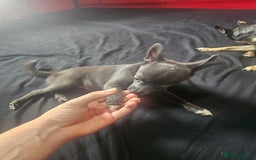 Pomchi dogs for sale: Rare blue pup looking for her forever home - Image 2