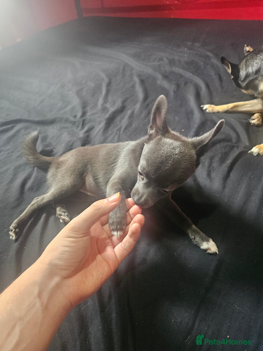 Pomchi dogs for sale: Rare blue pup looking for her forever home - Image 2