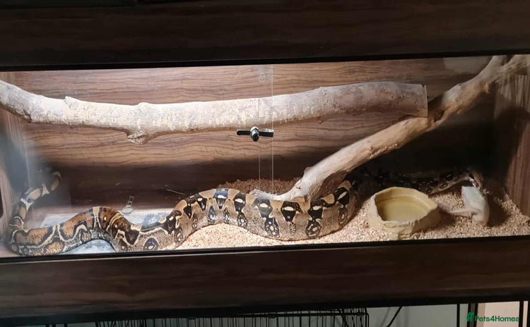 Boa Snake reptiles - Advert 13