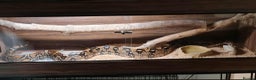 Boa Snake reptiles for sale: Boa constrictor - Advert 2