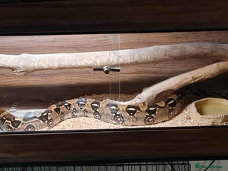 Boa Snake reptiles - Advert 1