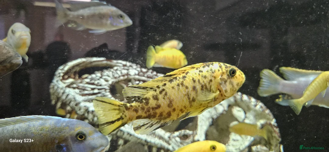 Other/Mixed Breed fish for sale: Assortment of fish  - Advert 25