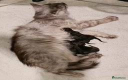 Maine Coon cats for sale: Maine Coon Kittens - Image 1