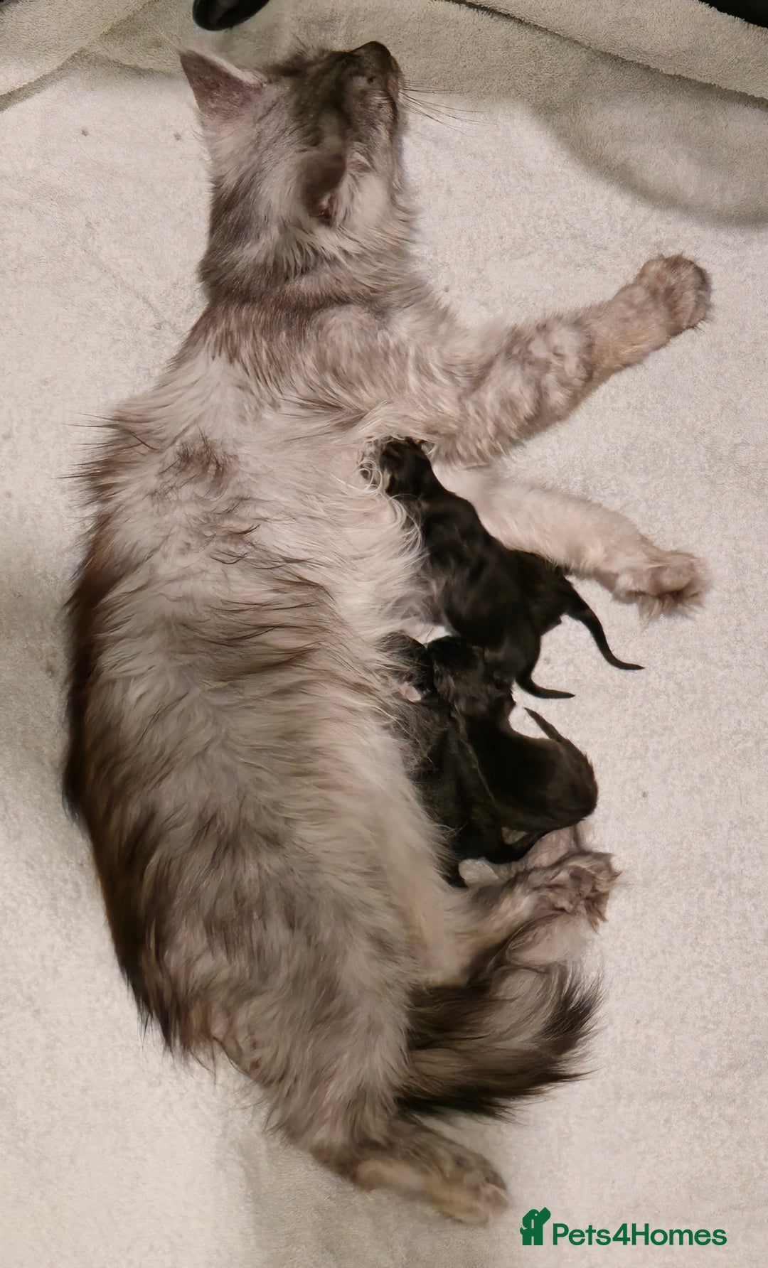 Maine Coon cats for sale: Maine Coon Kittens - Image 1