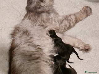 Maine Coon cats - Advert 3