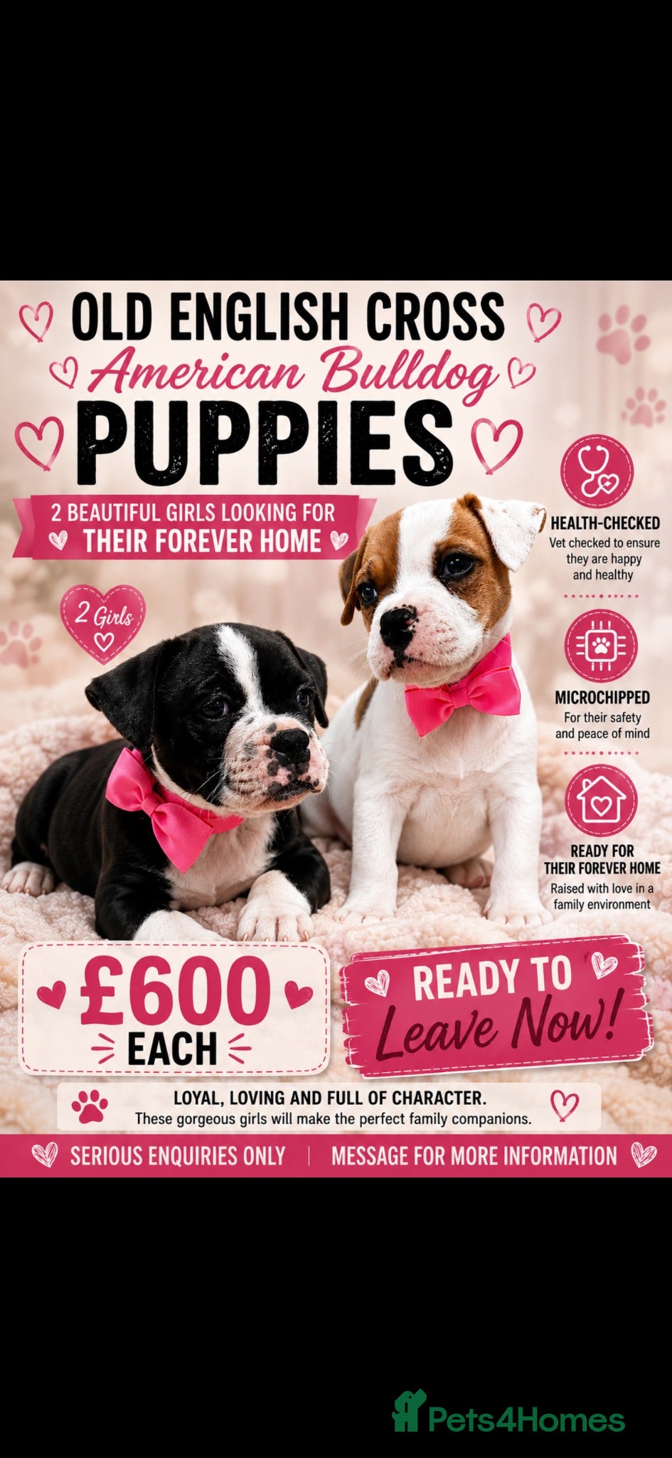 Mixed Breed dogs bulldog puppies 3 GIRLS LEFT 🐶 - Advert 1