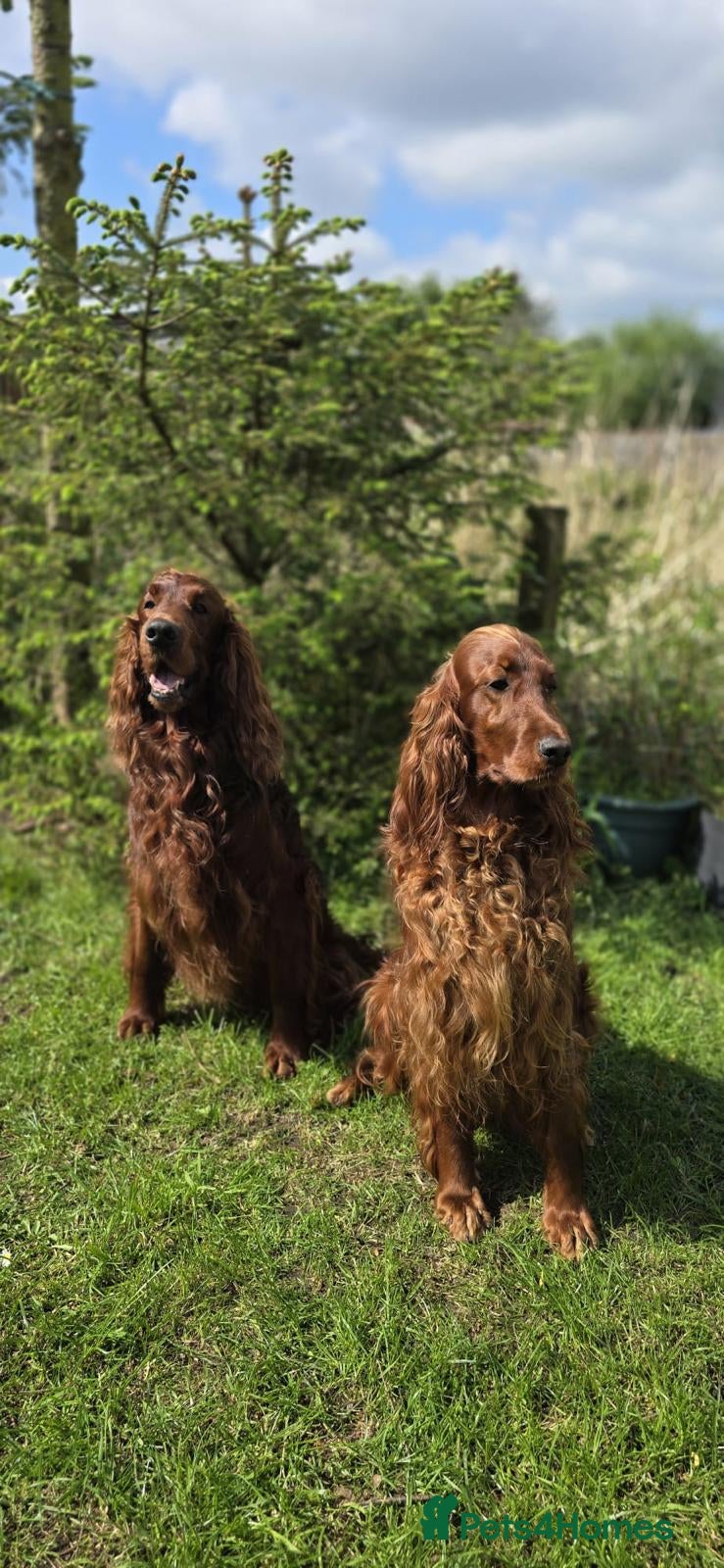 Irish Setter dogs KC Registered Beautiful Irish Setter Puppies  - Advert 2