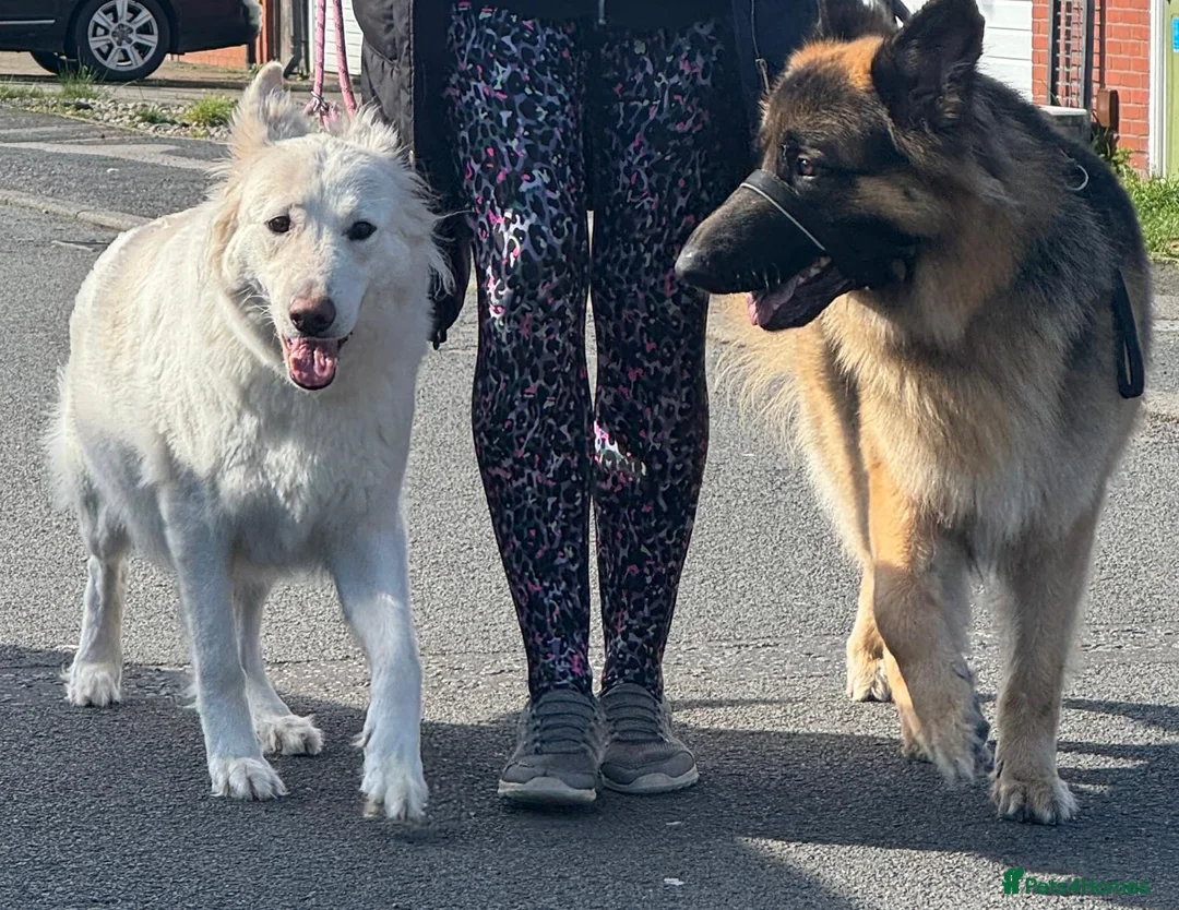 German Shepherd dogs for sale: German shepherd puppies - Advert 6