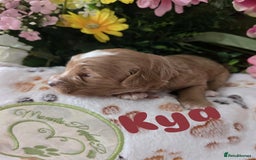 Cavapoo dogs for sale: Cavapoo F1B pups licensed Breeder/health tested  - Image 28