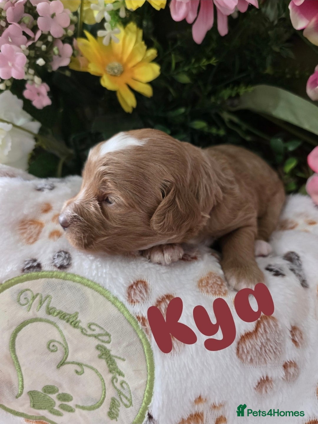 Cavapoo dogs for sale: Cavapoo F1B pups licensed Breeder/health tested  - Image 28