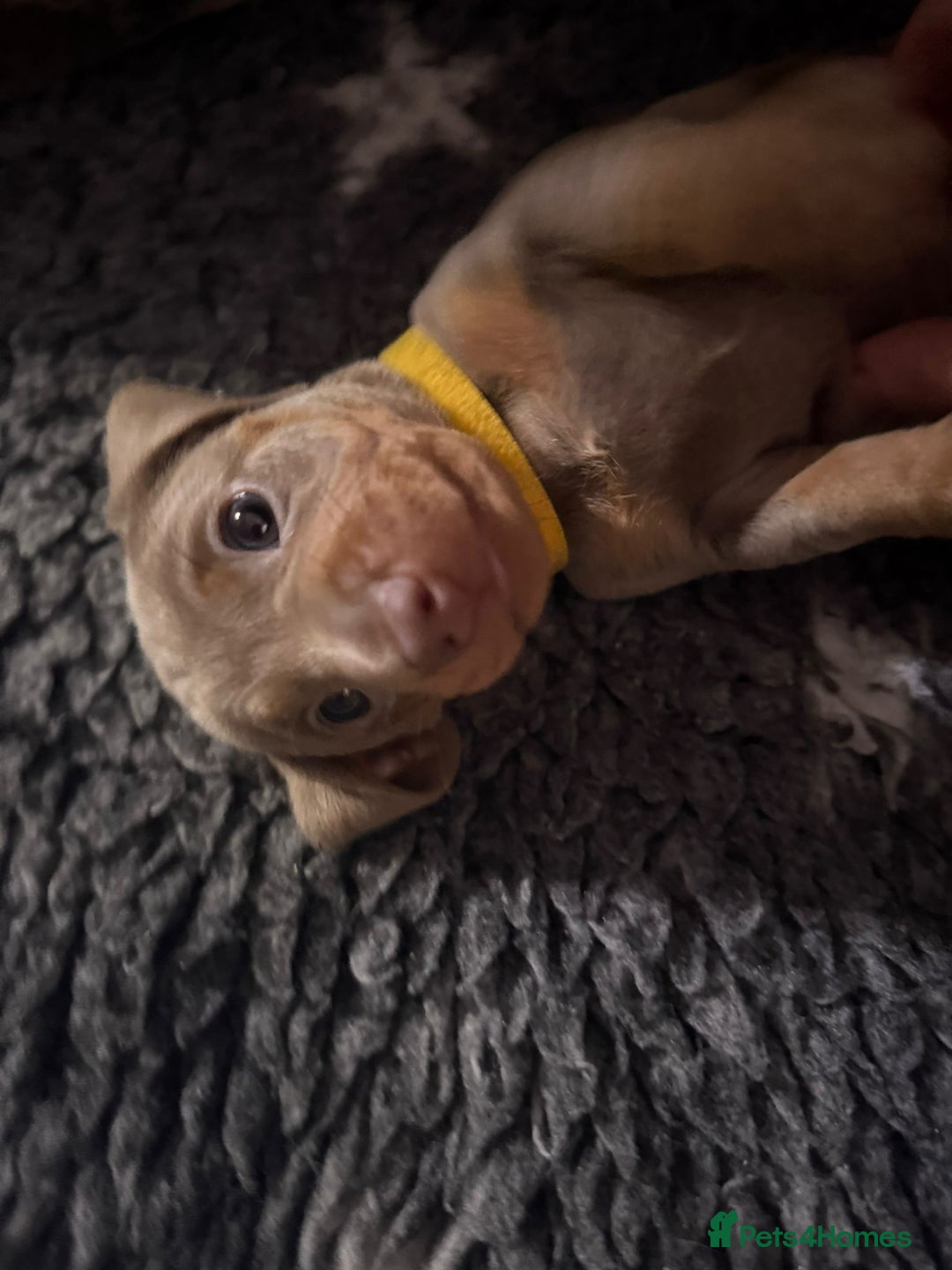 Miniature Dachshund dogs for sale: Miniature Dachshund Puppies - Advert 6