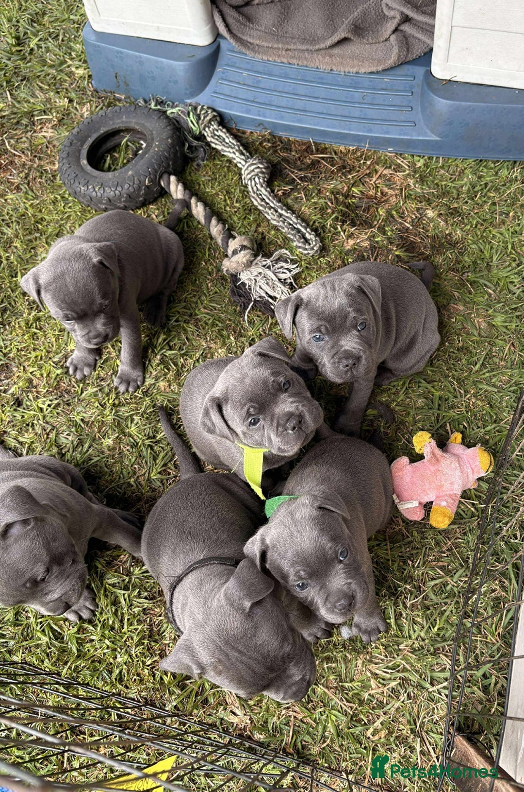 Staffordshire Bull Terrier dogs for sale: Purebred English Blue staffy puppies - Advert 2