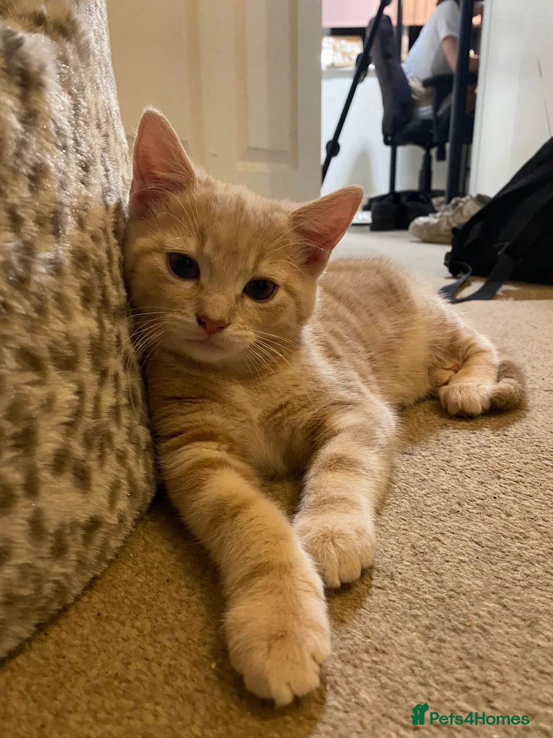 Domestic Shorthair cats for sale: 2 adorable mink ragdoll cross girls - Advert 2