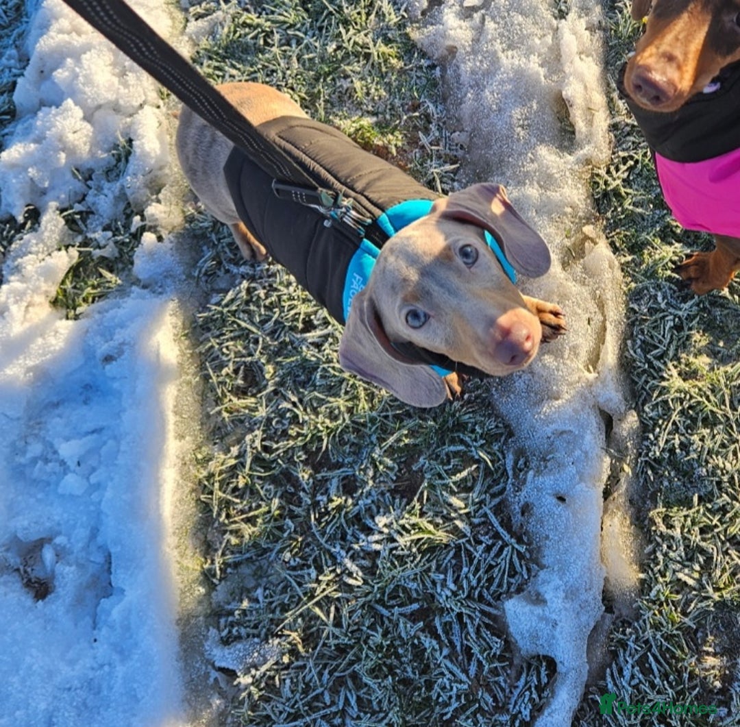 Miniature Dachshund dogs for stud: Miniature Daschund KC Registered PRA clear STUD  - Advert 5