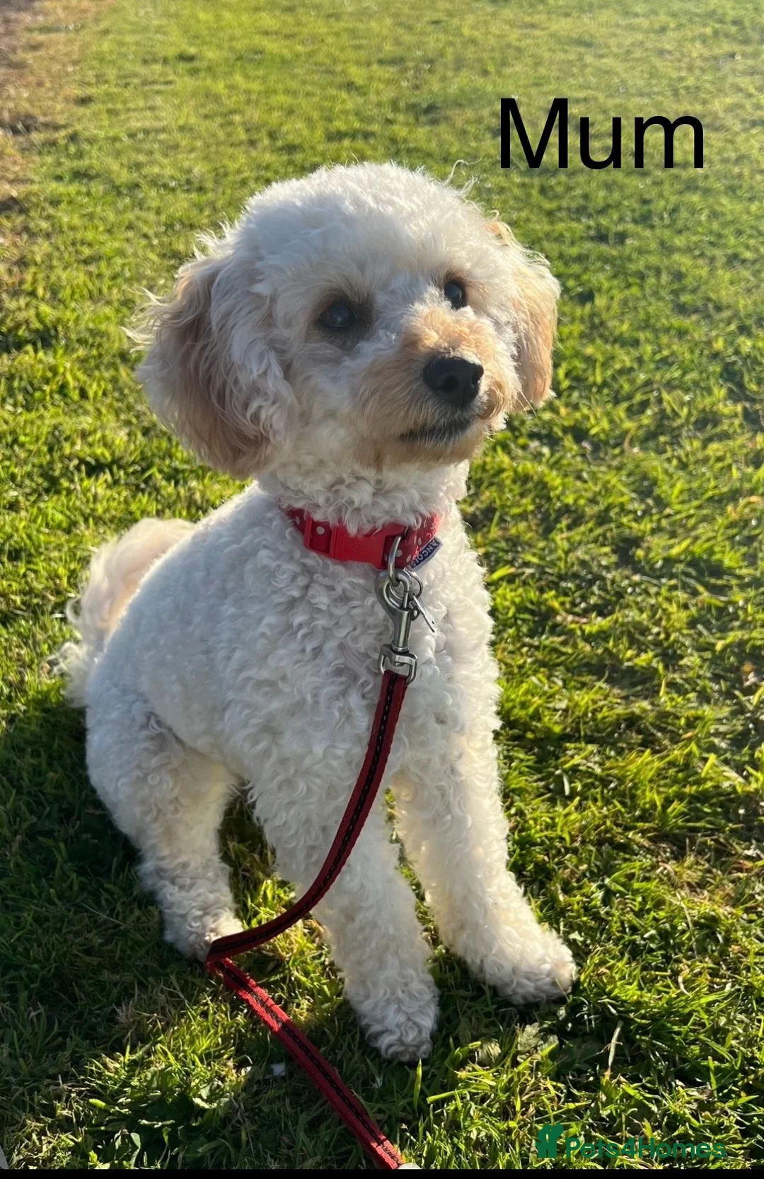 Cavapoochon dogs for sale: Cavapoochon Pups  - Advert 16
