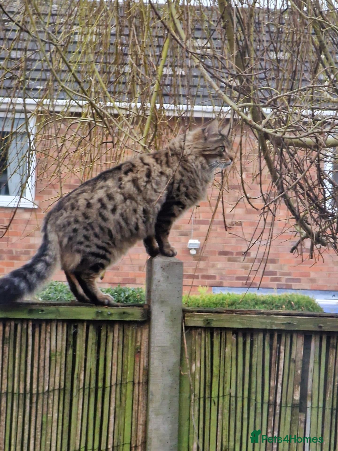 Mixed Breed cats Looking for a Home of Handsome BengalxMaine Coon - Advert 4