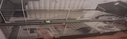 Guinea Pig rodents for sale: 3 bonded female guinea pigs with the 1 stkry cage  in Manchester - Advert 3