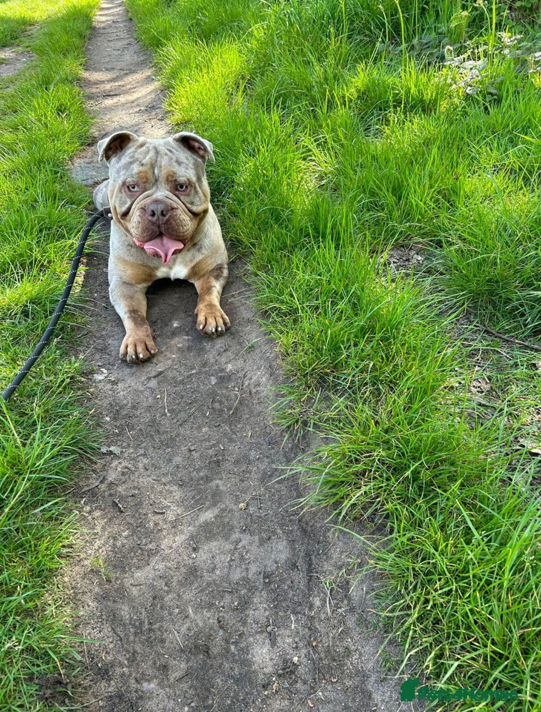 Olde English Bulldogge dogs for sale: Bruno - Advert 5