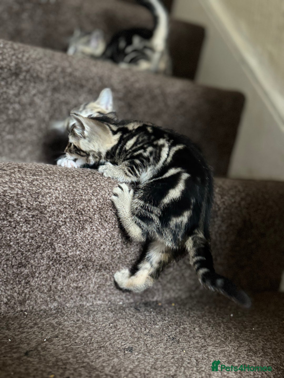 Domestic Shorthair cats for sale: Kittens for sale - Advert 11