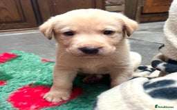 Labrador Retriever dogs for sale: 🐾 Ready 13th Oct. KC vet approved only 3 left 💕 - Image 32