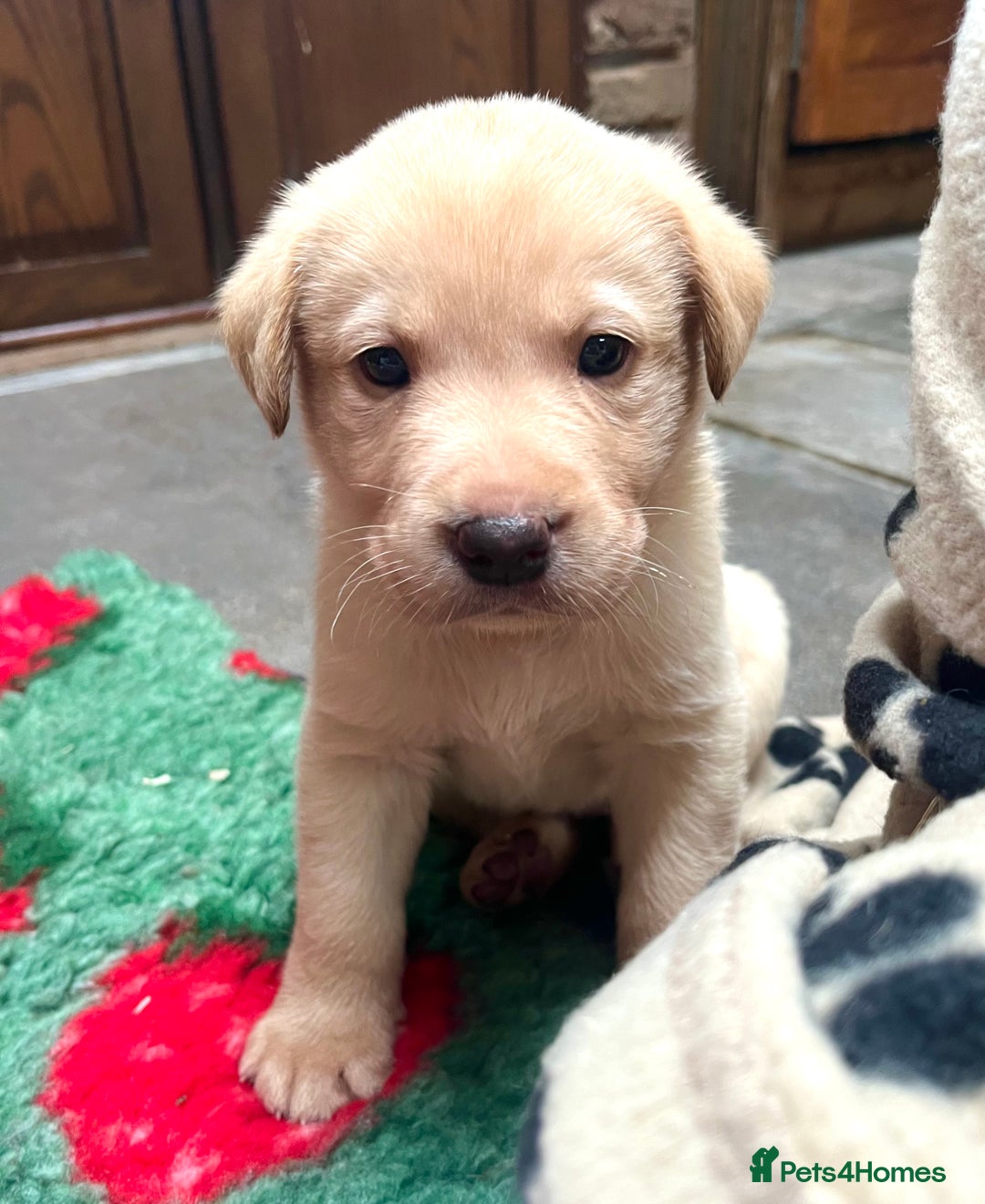 Labrador Retriever dogs for sale: 🐾 Ready 13th Oct. KC vet approved only 3 left 💕 - Image 32