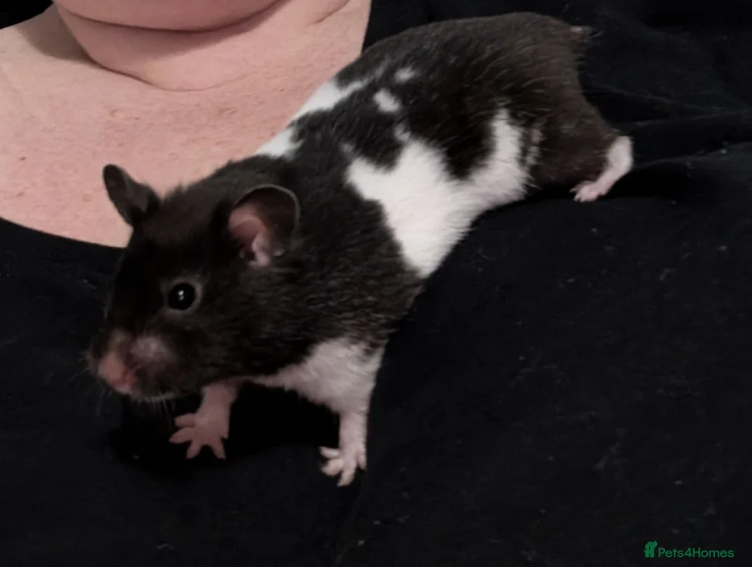 Hamster rodents for sale: Syrian hamster female  - Advert 4