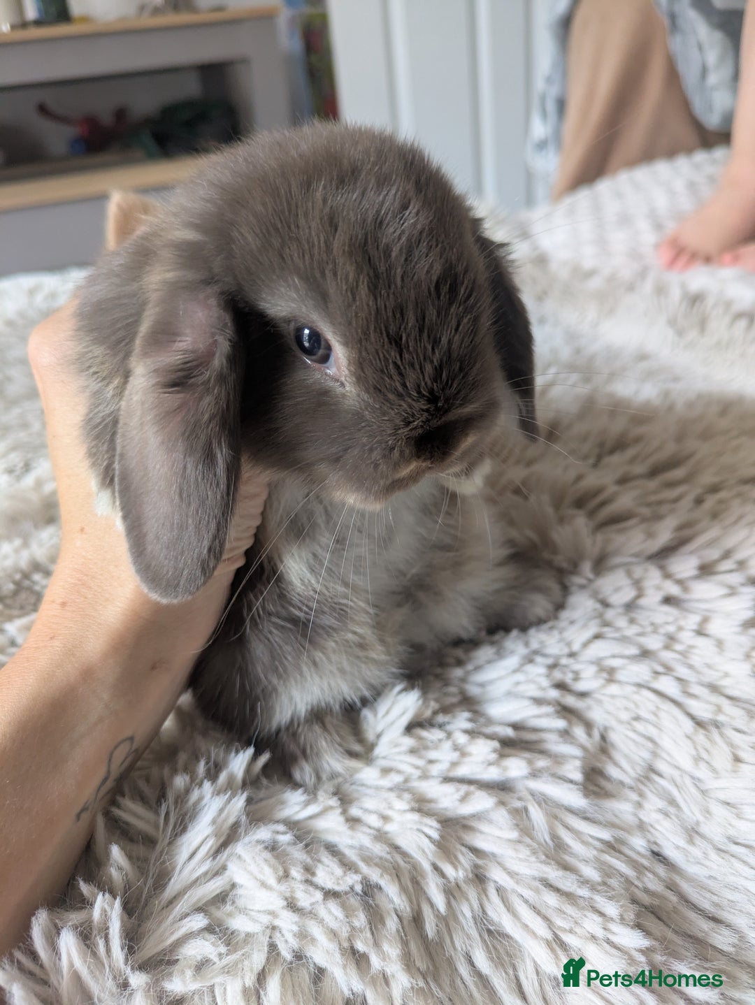 Mini Lop rabbits for sale: Mini Lop Rabbits – 3 Friendly Boys - Image 5