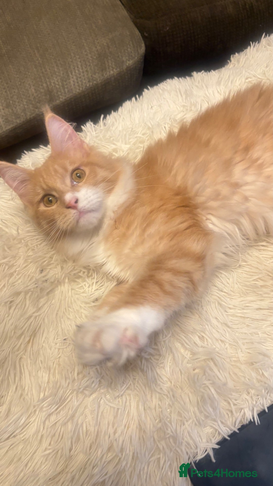 Maine Coon cats for sale: Pedigree Maine coon - Advert 2