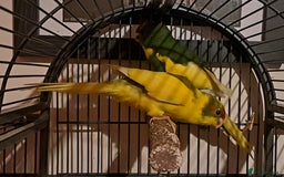 Parakeets birds for sale: Baby kakariki  - Image 1