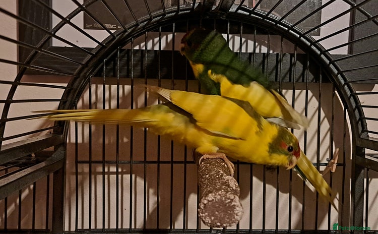 Parakeets birds - Advert 1
