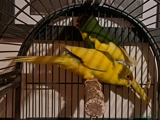 Parakeets birds - Advert 6