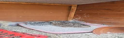 Quail poultry for sale: 6 female quails and hutch in Nottingham - Advert 6