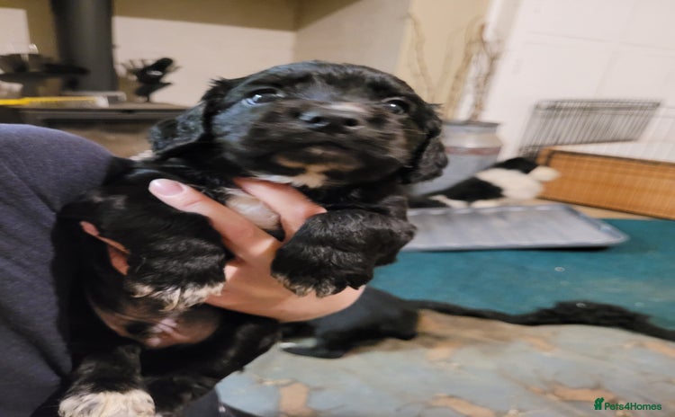Cocker Spaniel dogs - Advert 10