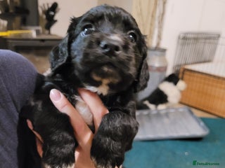 Cocker Spaniel dogs - Advert 17