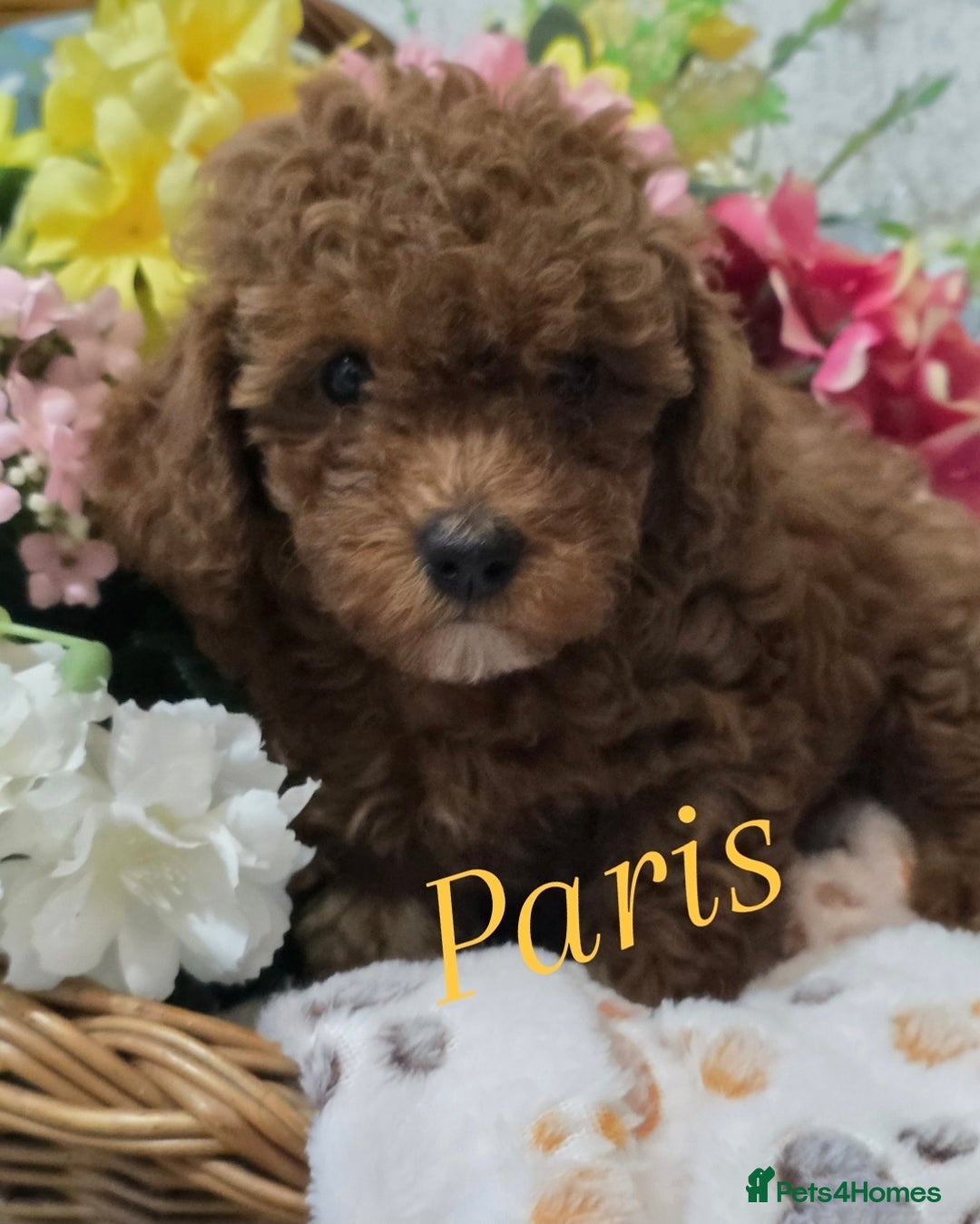 Toy Poodle dogs for sale: Kc reg deep red toy poodle council licensed  - Image 36