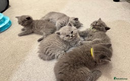 British Shorthair cats for sale: British Short Hair Kittens - Advert 9