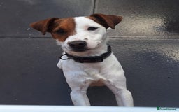 Jack Russell dogs for stud: Stunning Jack Russell Stud - Image 1