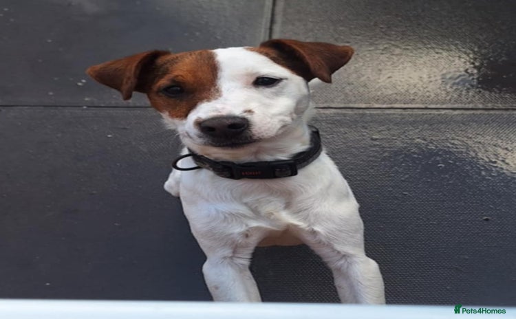 Jack Russell dogs - Advert 1