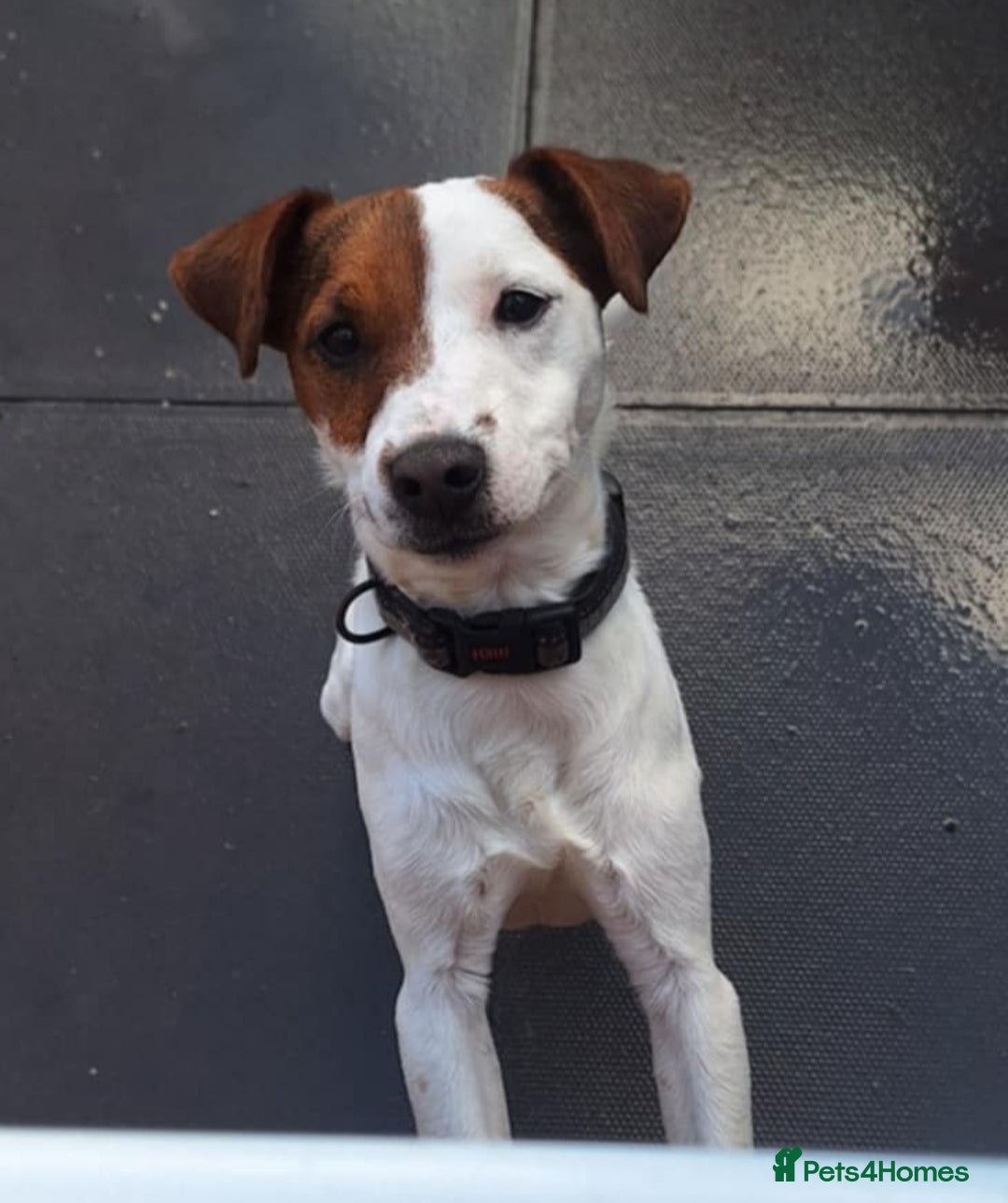 Jack Russell dogs for stud: Stunning Jack Russell Stud - Image 1