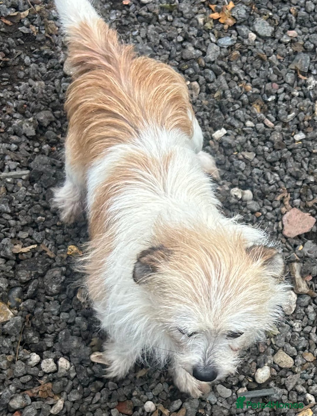 Mixed Breed dogs for sale: Loving female dog looking for a new forever home - Image 4