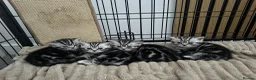 British Shorthair cats for sale: Silver Tabby British Shorthair  - Advert 14