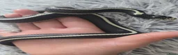 King Snake reptiles for sale: Abberant california kingsnake  in Stirling - Advert 3