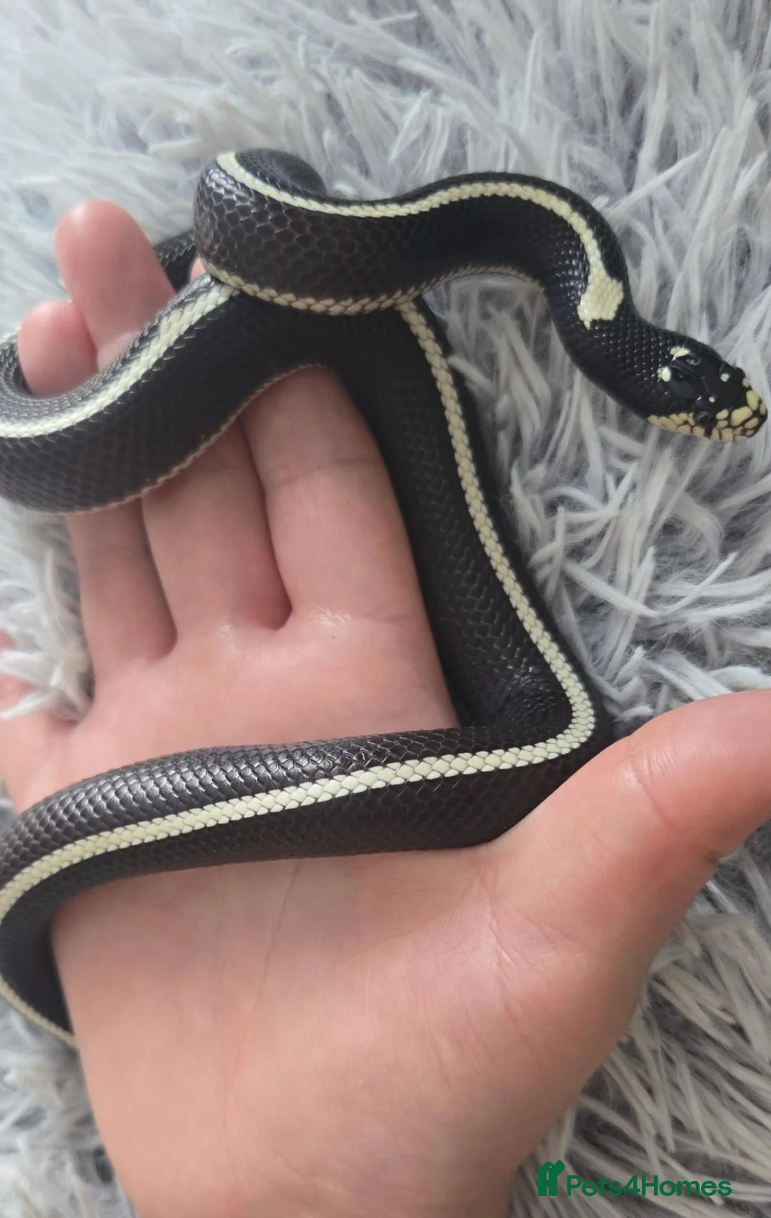 King Snake reptiles for sale: Abberant california kingsnake  in Stirling - Advert 3