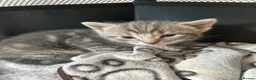 Mixed Breed cats for sale: 1 female grey kitten - Advert 6