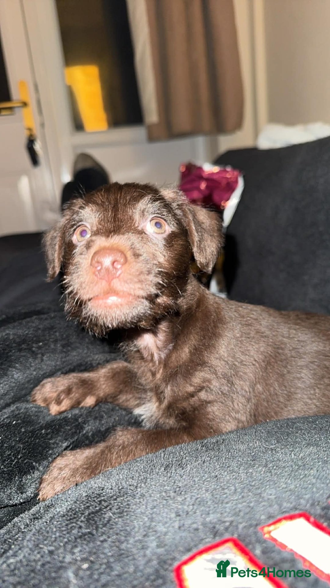 Patterdale Terrier dogs for sale: Beautiful Patterdale terrier puppy  - Advert 1