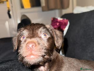 Patterdale Terrier dogs Ready to leave now - Dark chocolate patterdale - Advert 1