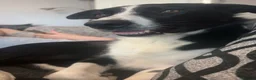 Smooth Collie dogs for sale: New Home Needed! Please Read Description!! in Wisbech - Advert 5